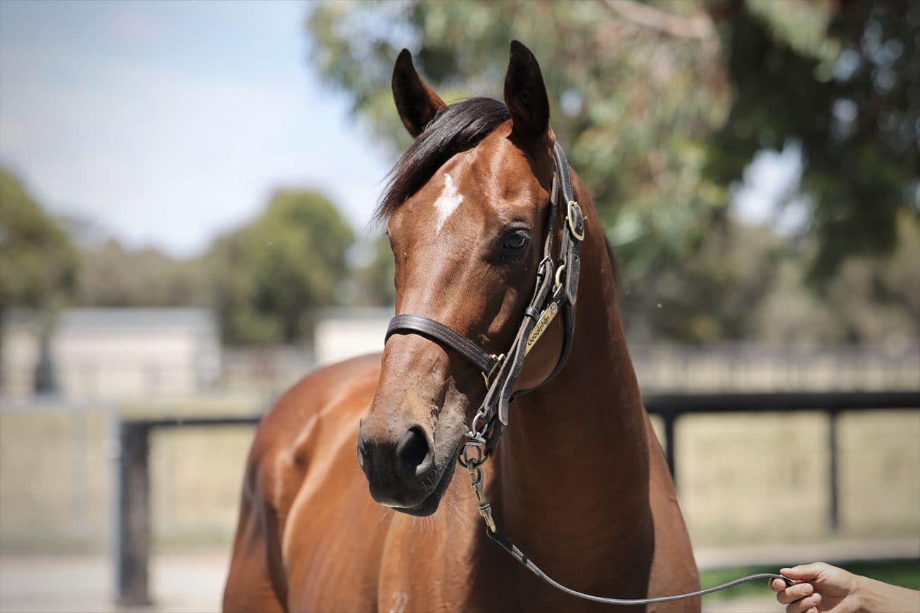how to analyse a racehorse pedigree
