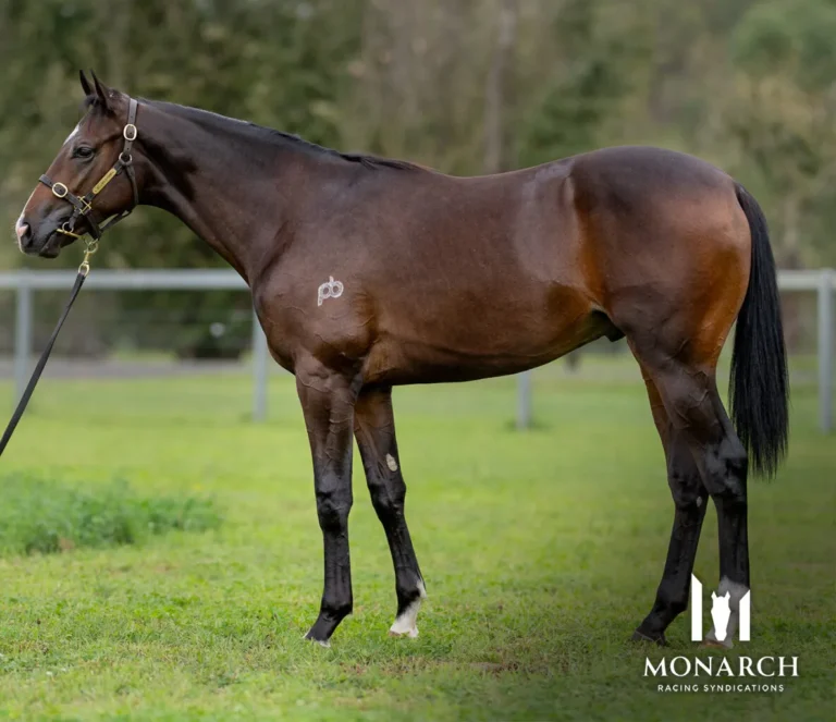 so you think x pajingo colt side new