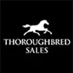 thoroughbred race series