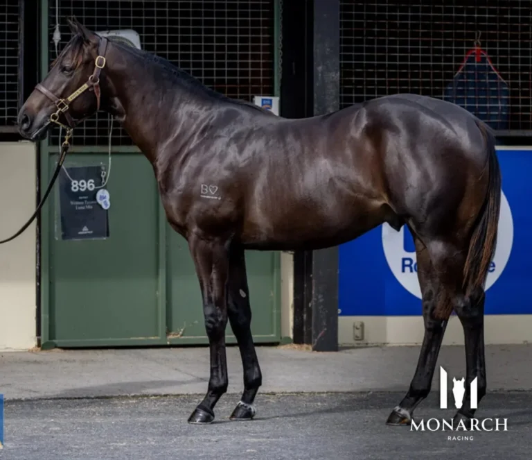 north pacific x miss stratophonic 22 colt horses avilable